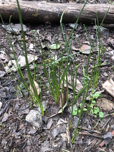 Fool's-onion foliage