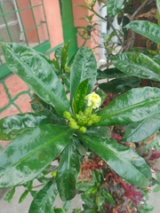 Thevetia ahouai