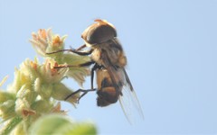 Copestylum quadratum