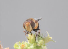 Copestylum quadratum