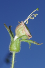 Nicotiana otophora