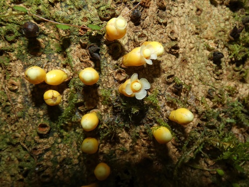 Parasite of Casearia (Apodanthes caseariae)