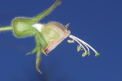 Nicotiana otophora