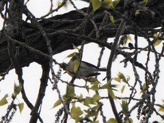 Vireo flavifrons