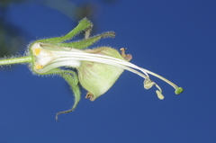 Nicotiana otophora