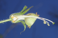 Nicotiana otophora