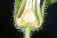 Nicotiana otophora
