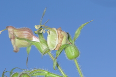 Nicotiana otophora