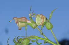 Nicotiana otophora