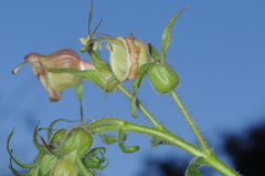 Nicotiana otophora