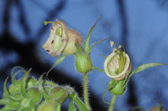 Nicotiana otophora