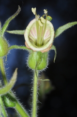 Nicotiana otophora