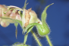 Nicotiana otophora