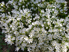 Leptosiphon floribundus