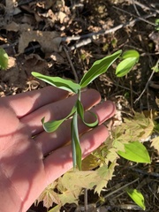 Polygonatum pubescens