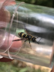 Euodynerus foraminatus