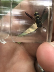 Euodynerus foraminatus