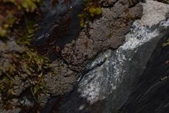 Protopannaria pezizoides