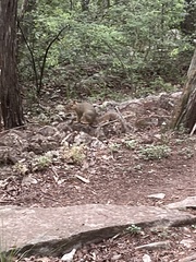 Sciurus niger