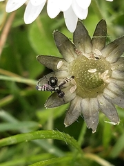 Rivellia syngenesiae