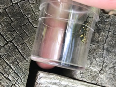 Euodynerus foraminatus