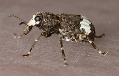 Eurymycter fasciatus