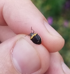 Cosmopepla conspicillaris