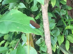 Tanaecia julii bougainvillei
