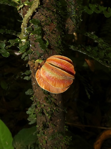 Carpotroche platyptera (Carpotroche platyptera)