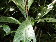 Carpotroche platyptera