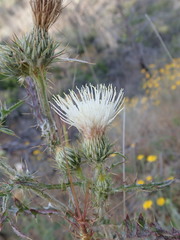 Cirsium cymosum