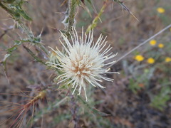 Cirsium cymosum
