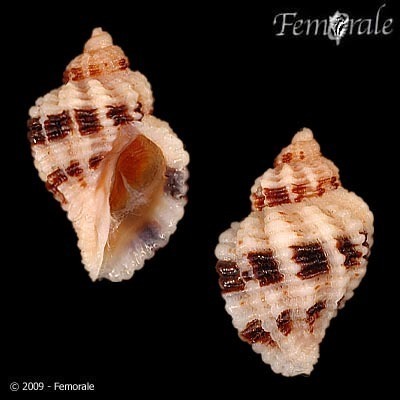 Circled Rocksnail
