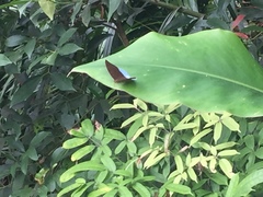 Tanaecia julii bougainvillei