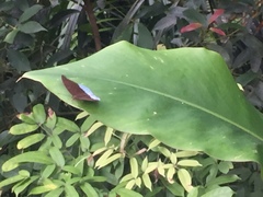Tanaecia julii bougainvillei
