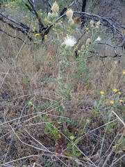 Cirsium cymosum
