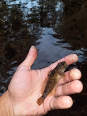 Cottus immaculatus