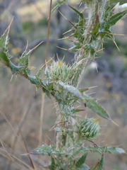Cirsium cymosum