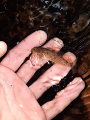 Cottus immaculatus