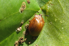 Chelymorpha indigesta