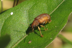 Colaspis cribricollis