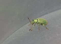 Phyllobius roboretanus