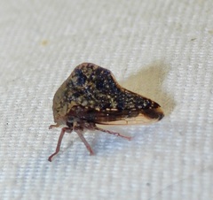 Telamona ampelopsidis