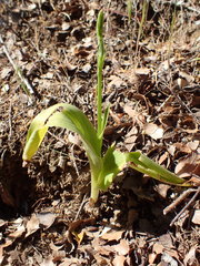 Platanthera elongata