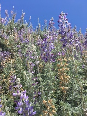 Lupinus chamissonis