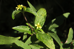 Calyptocarpus brasiliensis