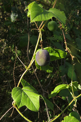 Passiflora morifolia
