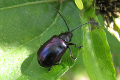 Macrohaltica transversa