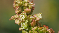 Rumex californicus