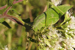 Microcentrum marginatum